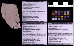 Foto (Objekt + Etiketten) von Goniodromites sp. (NHMW-GEO-1990-0041-0340b)